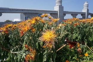 泰安花海最新爆料,五彩斑斓花海盛宴即将绽放